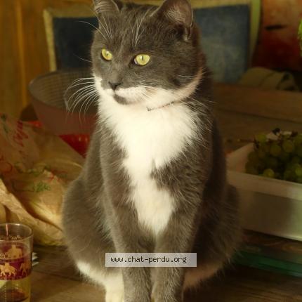 Photo 1/1 Grisha Chat lost in Magnat l etrange