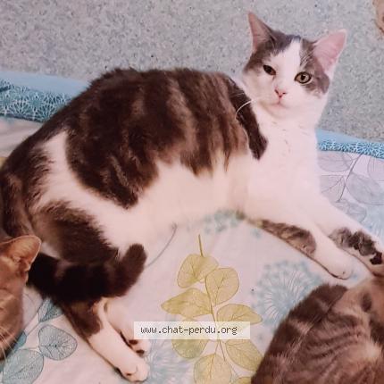 Photo 1/1 Mario Chat lost in Bethune