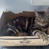 Picture of cat lost at Forcalqueiret