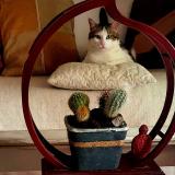 Picture of cat lost at Montelimar