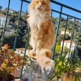 Picture of cat lost at Menton