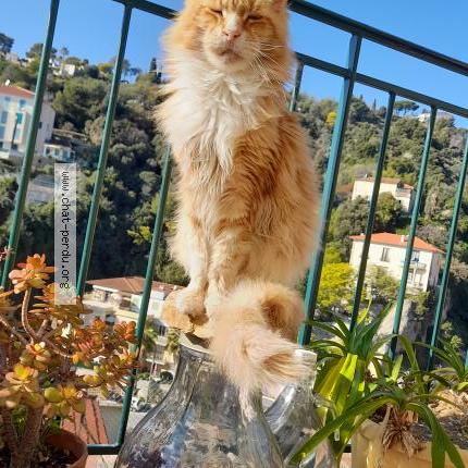 Photo 1/1 FIRST Chat lost in Menton