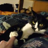 Picture of cat lost at Taverny