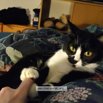 Photo 1/1 Noctali Chat lost in Taverny