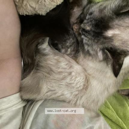 Photo 1/1 Reunited cat Lost in Elgin
