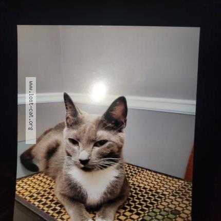 Photo 1/3 Reunited cat Lost in Mint Hill