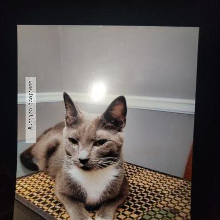 Photo 2/3 Reunited cat Lost in Mint Hill