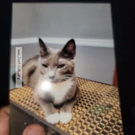 Photo 3/3 Reunited cat Lost in Mint Hill