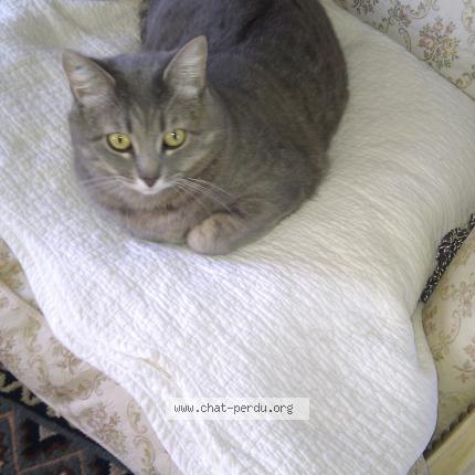 Photo 1/1 Prevanches Chat lost in Gadencourt