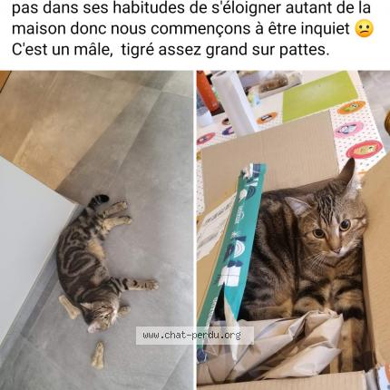 Foto 1/1 Kat teruggevonden Vermist in Hotton