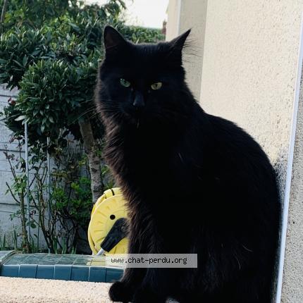 Photo 1/1 Jack Chat lost in Le mans