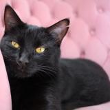 Picture of cat lost at Sartrouville