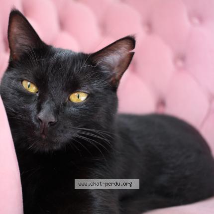 Photo 1/1 Maïa Chat lost in Sartrouville