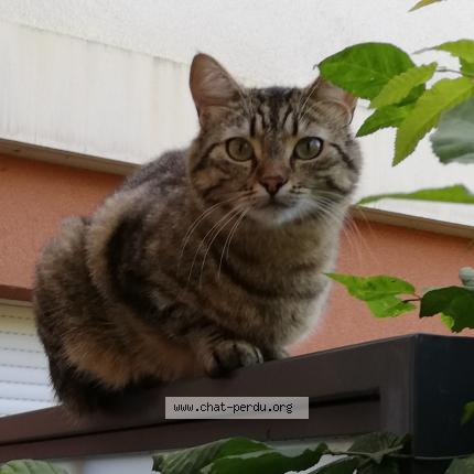 Photo 1/1 Mia Chat lost in Villefranche sur saone