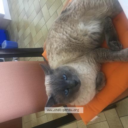 Photo 1/1 Bobby Chat lost in Colmar