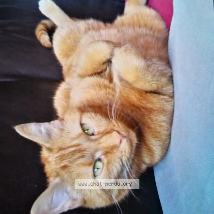 Foto 1/1 Kat teruggevonden Vermist in Anderlues