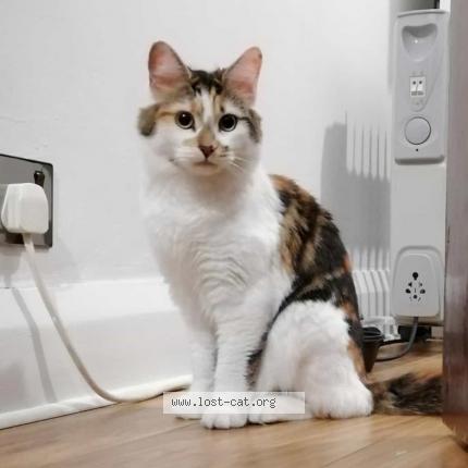 Photo 1/1 Nahla Chat lost in Romford