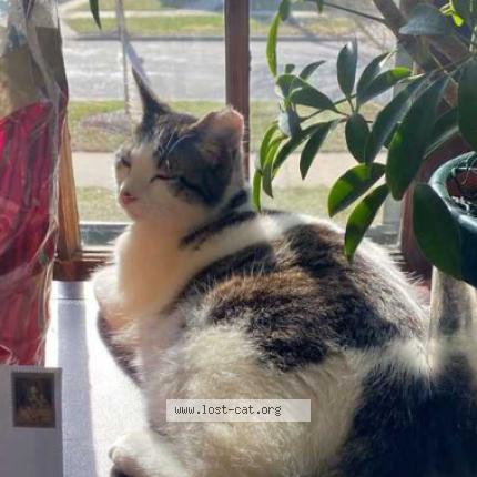 Photo 1/1 Reunited cat Lost in Wauwatosa