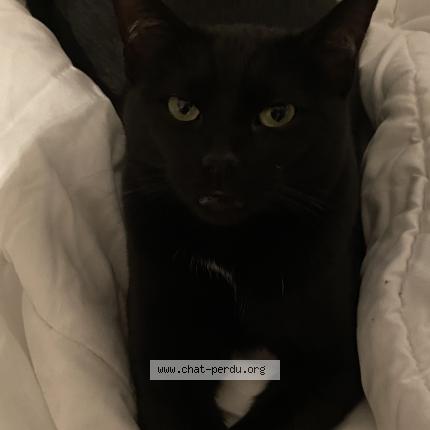 Foto 1/1 Kat teruggevonden Vermist in Mons