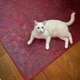 Picture of cat lost at Saint Lambert Des Bois