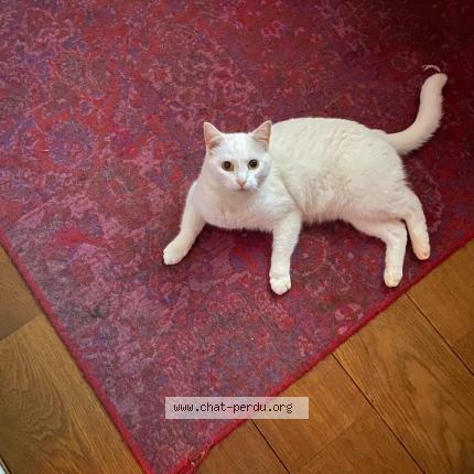 Photo 1/1 IBIZA Chat lost in Saint lambert des bois