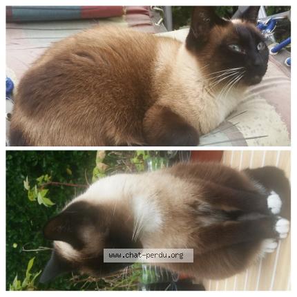 Photo 1/1 Blue Chat lost in Marennes