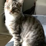 Picture of cat lost at Vannes