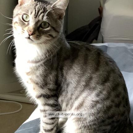 Photo 2/2 Loup Chat lost in Vannes