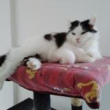 Picture of cat lost at Juvigny Sous Andaine