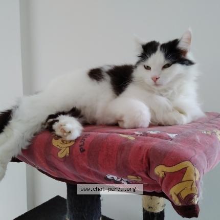 Photo 1/1 louméa Chat lost in Juvigny sous andaine