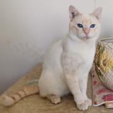 Picture of cat lost at Orleans