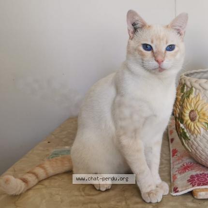 Photo 1/1 Cryss Chat lost in Orleans