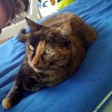 Picture of cat lost at Sainte Livrade Sur Lot