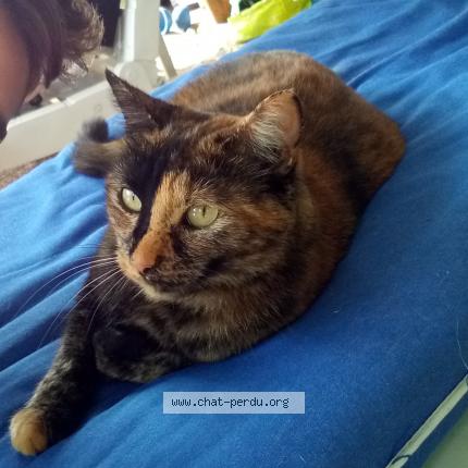 Photo 1/1 Missy Chat lost in Sainte livrade sur lot