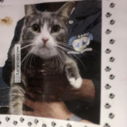 Photo 1/1 Reunited cat Lost in Cutler Bay