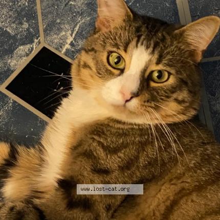 Photo 1/1 Reunited cat Lost in South Richmond Hill