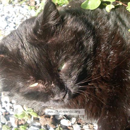 Photo 1/1 Minou Chat lost in Chaillevette