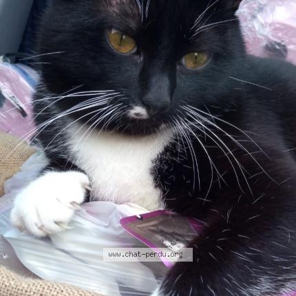 Photo 1/3 Choupa Chat lost in Labouheyre