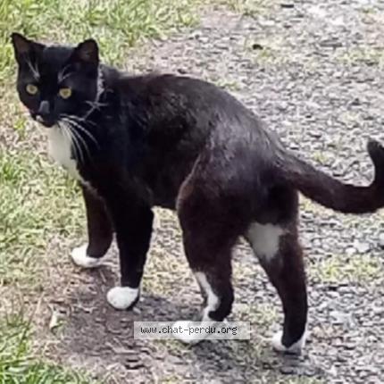 Photo 2/3 Choupa Chat lost in Labouheyre