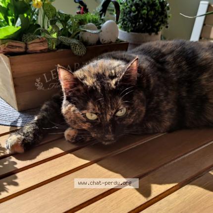 Foto van vermiste kat in Schaerbeek
