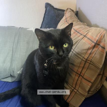 Photo 1/1 Miaou miaou Chat lost in Clichy