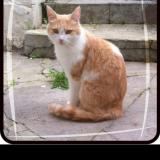 Picture of cat lost at Vaux Et Borset