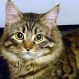 Picture of cat lost at Thuir