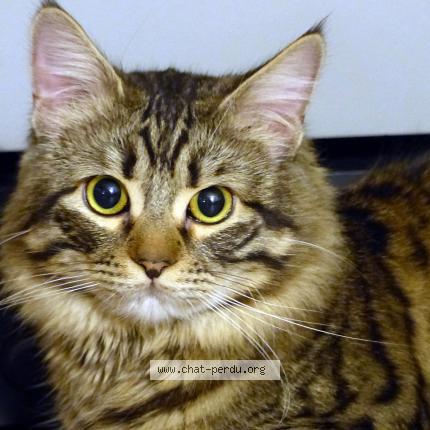 Photo 1/1 Hygri Chat lost in Thuir