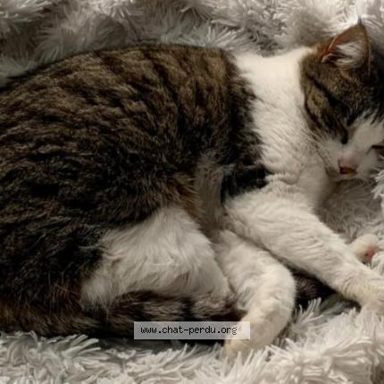 Photo 1/1 Plume Chat lost in Seyssinet pariset