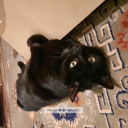 Foto einer verlorenen Katze in Hauterive