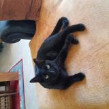 Picture of cat lost at Monnieres