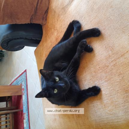 Photo 1/1 Shiro Chat lost in Monnieres