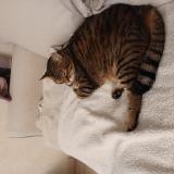 Picture of cat lost at Brain Sur Authion