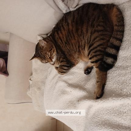 Photo 1/1 Graffiti Chat lost in Brain sur authion